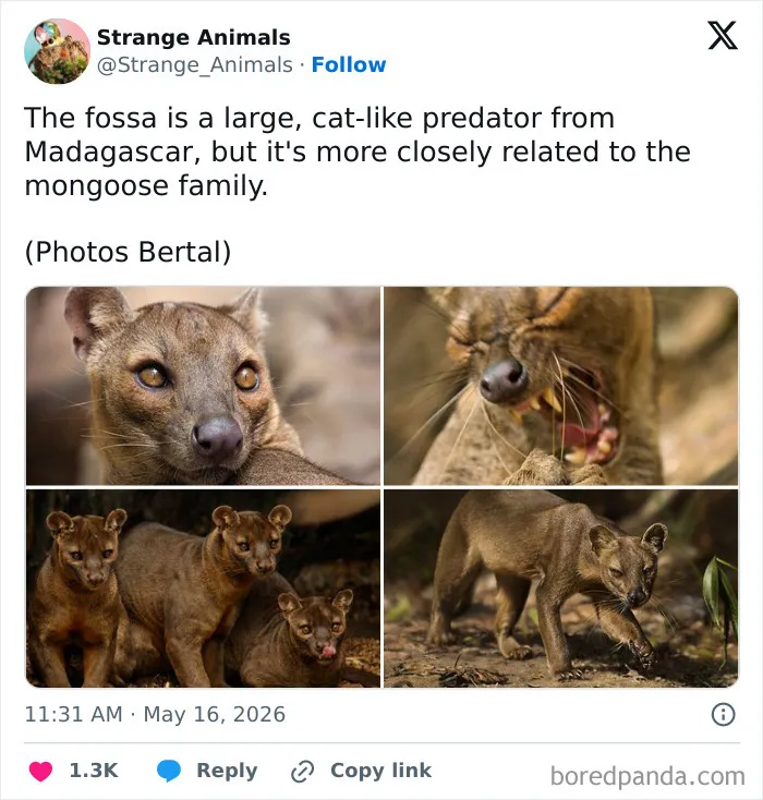42 Rare Photos That Prove Most Of Us Have No Idea How Wild This Planet Actually Is