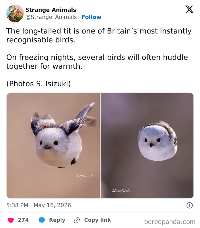 100 Rare And Bizarre Creatures That Prove Nature Has A Much Wilder Imagination Than We Do 