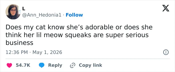 A funny tweet about an adorable cat's "meow squeaks" being serious business, highlighting cats as weird and emotionally manipulative.