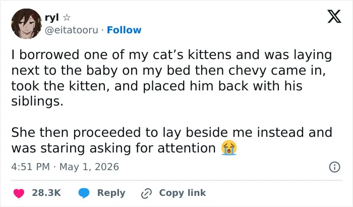 55 Hilariously Accurate Cat Tweets That Every Cat Owner Should Recognize Immediately