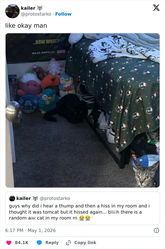 Two cats hiding in a bedroom with stuffed animals under a bed, confirming cats are weird.