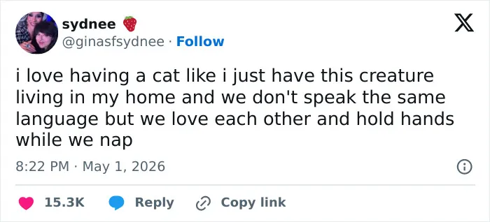55 Hilariously Accurate Cat Tweets That Every Cat Owner Should Recognize Immediately