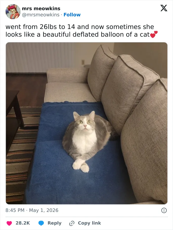 55 Hilariously Accurate Cat Tweets That Every Cat Owner Should Recognize Immediately
