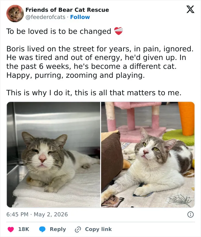 55 Hilariously Accurate Cat Tweets That Every Cat Owner Should Recognize Immediately
