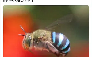 100 Rare And Bizarre Creatures That Prove Nature Has A Much Wilder Imagination Than We Do 
