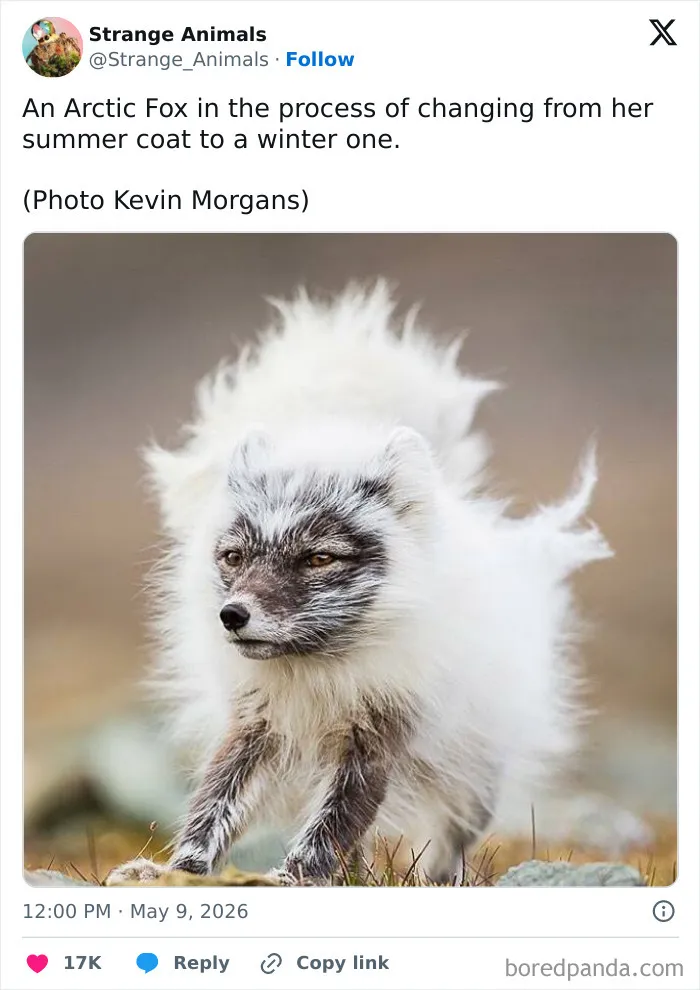 100 Rare And Bizarre Creatures That Prove Nature Has A Much Wilder Imagination Than We Do 
