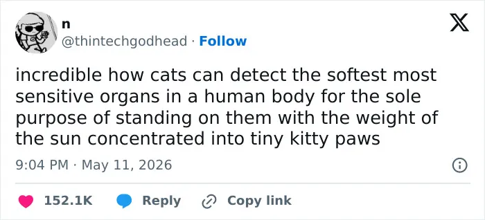 55 Hilariously Accurate Cat Tweets That Every Cat Owner Should Recognize Immediately