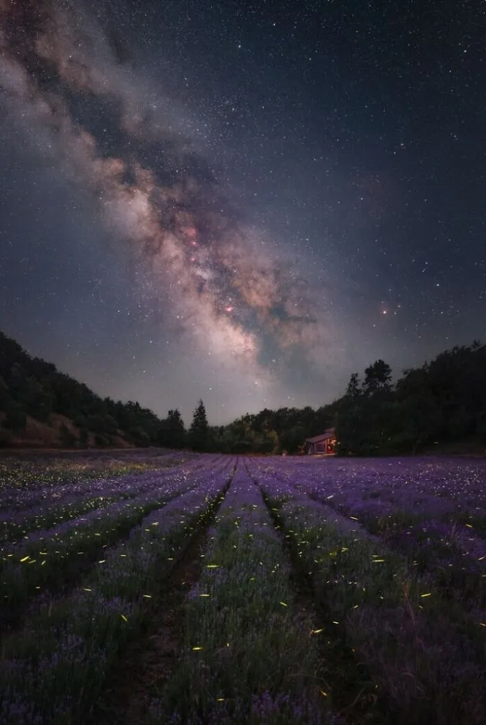 “The Garden Of Stars” By Luca Fornaciari