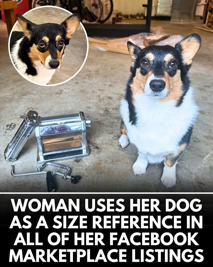 From Rescue Miracles To Emotional Reunions: 32 New Dog Stories Shared By 'We Rate Dogs' 