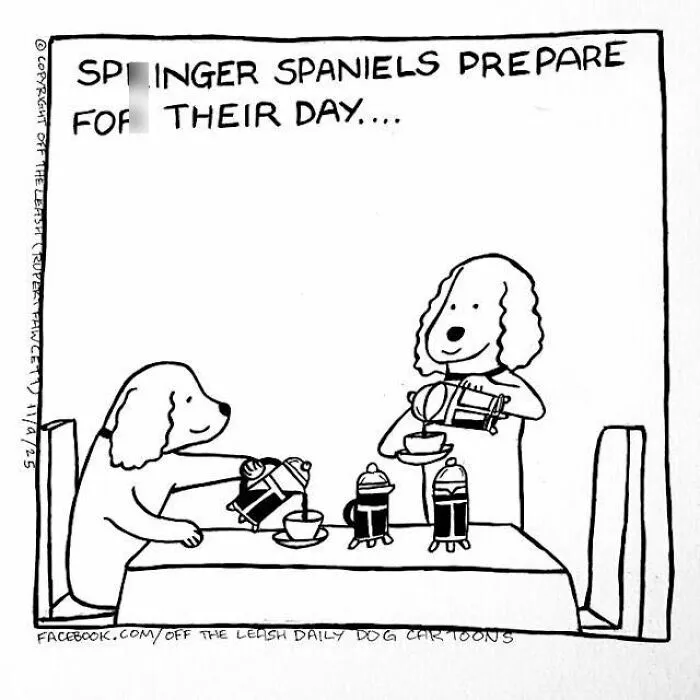 Springer Spaniel Start Of The Day