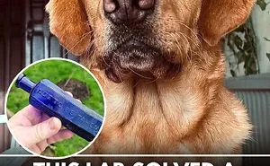 From Rescue Miracles To Emotional Reunions: 32 New Dog Stories Shared By 'We Rate Dogs' 