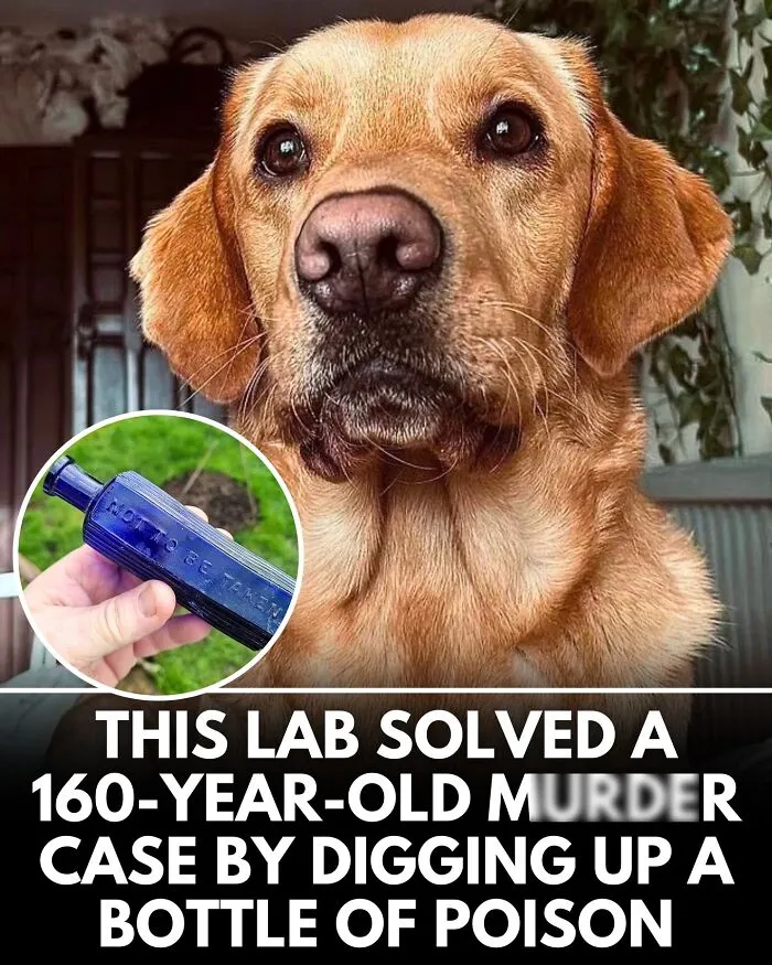 From Rescue Miracles To Emotional Reunions: 32 New Dog Stories Shared By 'We Rate Dogs' 