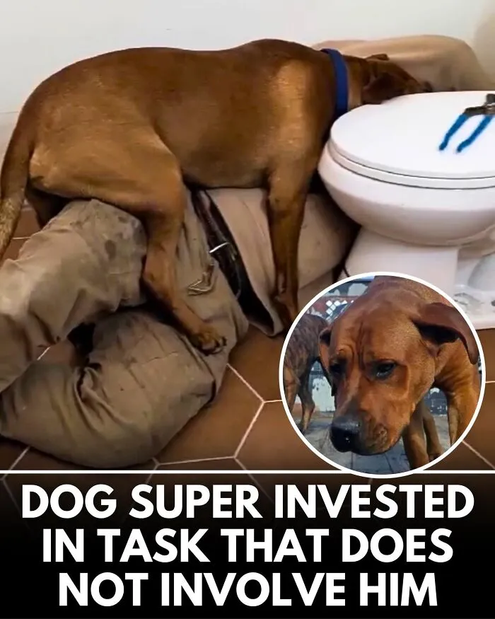 From Rescue Miracles To Emotional Reunions: 32 New Dog Stories Shared By 'We Rate Dogs' 