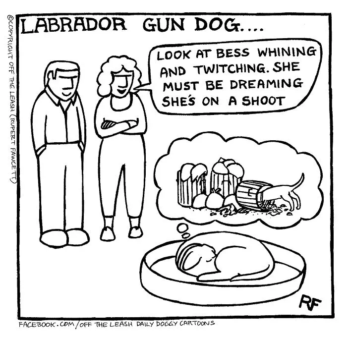 Labrodor Gun Dog