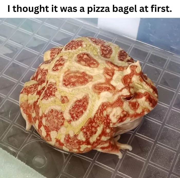 These 50 Photos May Seem Confusing At First, But The Explanation Makes Them Even Better