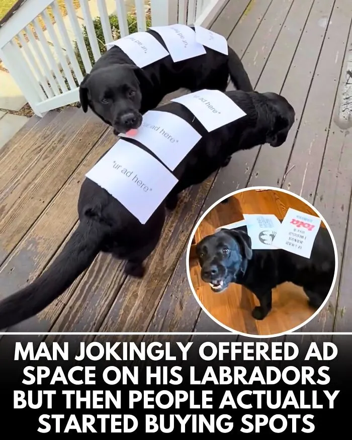 From Rescue Miracles To Emotional Reunions: 32 New Dog Stories Shared By 'We Rate Dogs' 