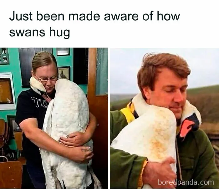 If Nothing Brings You Joy Anymore, Try These 75 Funny And Wholesome Animal Memes