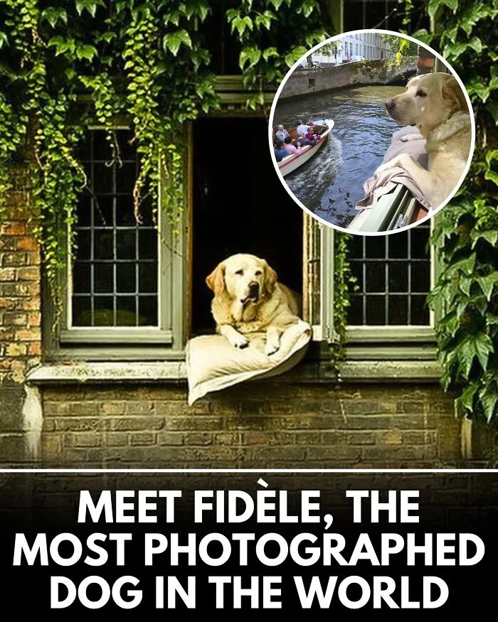 From Rescue Miracles To Emotional Reunions: 32 New Dog Stories Shared By 'We Rate Dogs' 