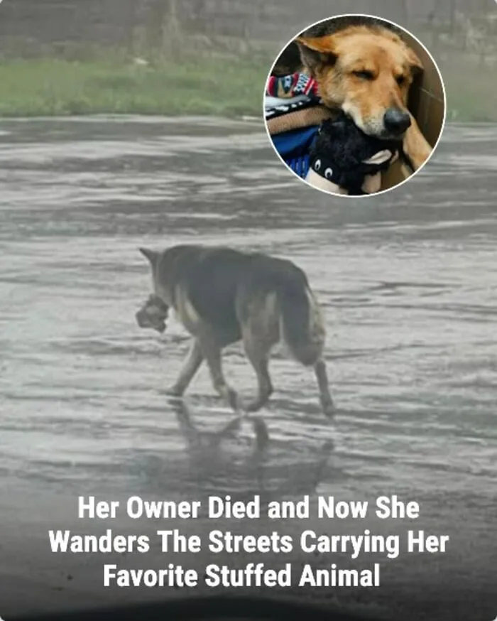 This Page Shared The Stories Of 28 Animals Whose Lives Changed After Someone Finally Came To Help
