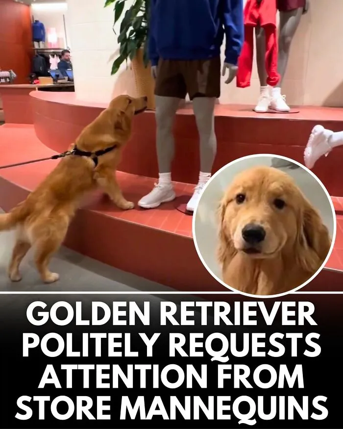 From Rescue Miracles To Emotional Reunions: 32 New Dog Stories Shared By 'We Rate Dogs' 