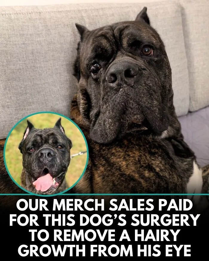 From Rescue Miracles To Emotional Reunions: 32 New Dog Stories Shared By 'We Rate Dogs' 