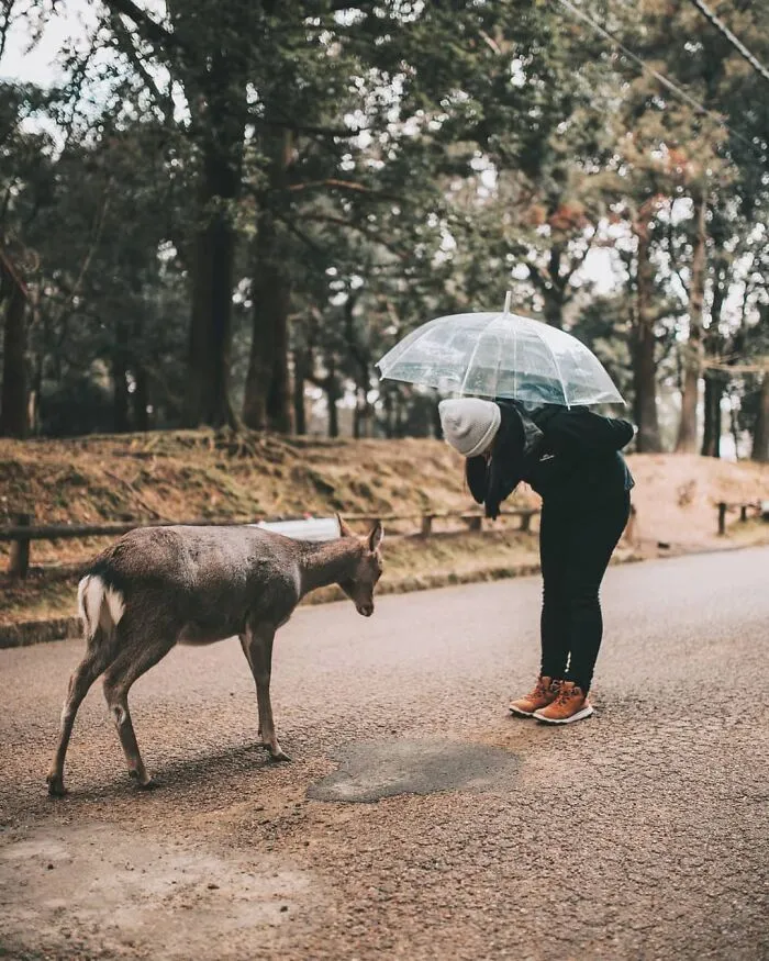 Bowing Deer