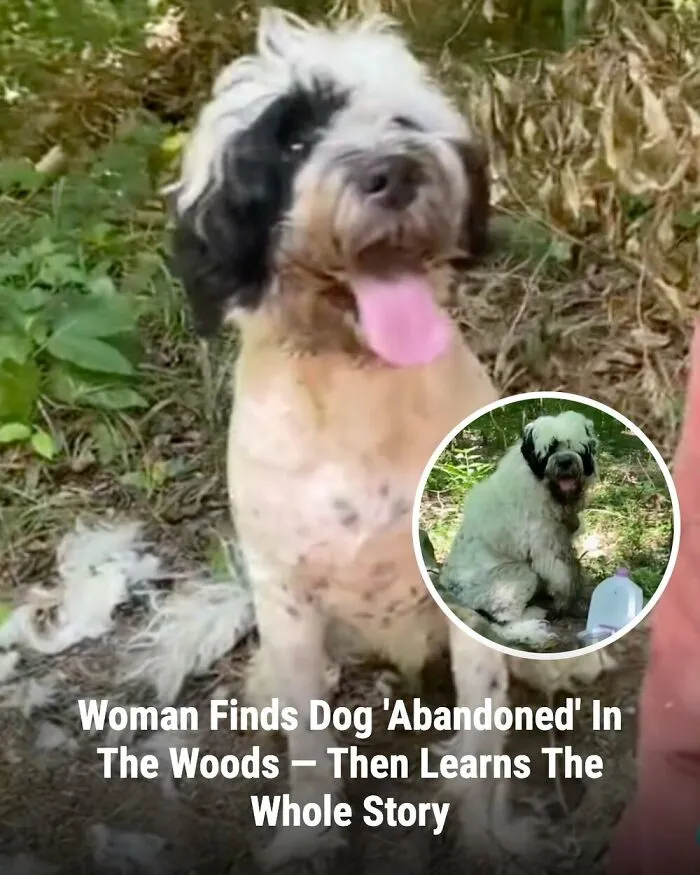 This Page Shared The Stories Of 28 Animals Whose Lives Changed After Someone Finally Came To Help