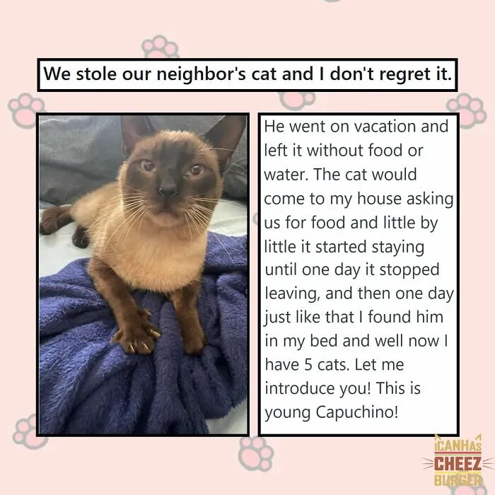 41 Of The Funniest And Cutest Cat Posts Shared By This Page (New Pics)
