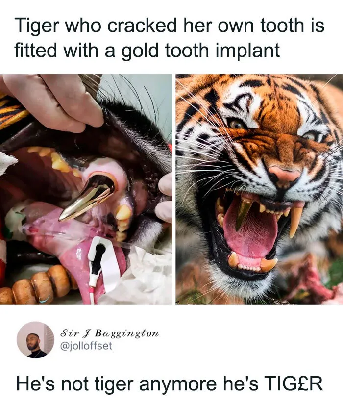 If Nothing Brings You Joy Anymore, Try These 75 Funny And Wholesome Animal Memes
