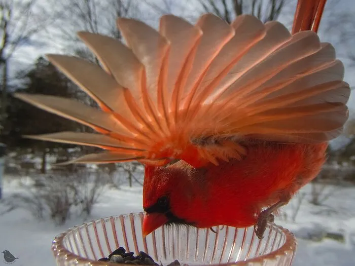 Woman Puts Camera On Bird Feeder In Her Yard To See Who Comes To Visit (30 New Pics)