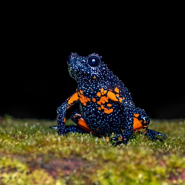 This Photographer Captured The Hidden Beauty Of Frogs In 22 Stunning Shots (New Pics)