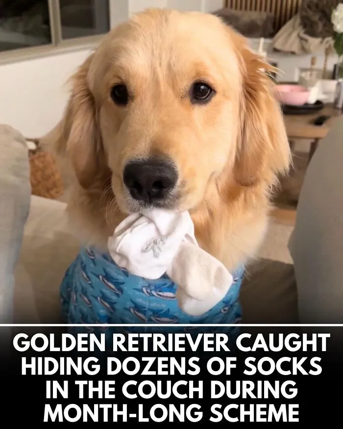 From Rescue Miracles To Emotional Reunions: 32 New Dog Stories Shared By 'We Rate Dogs' 