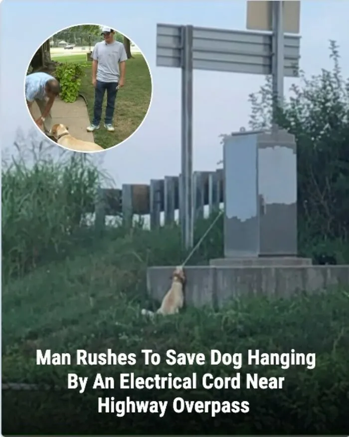 This Page Shared The Stories Of 28 Animals Whose Lives Changed After Someone Finally Came To Help