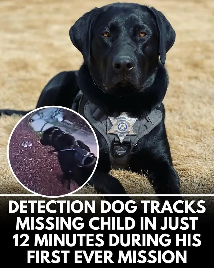From Rescue Miracles To Emotional Reunions: 32 New Dog Stories Shared By 'We Rate Dogs' 