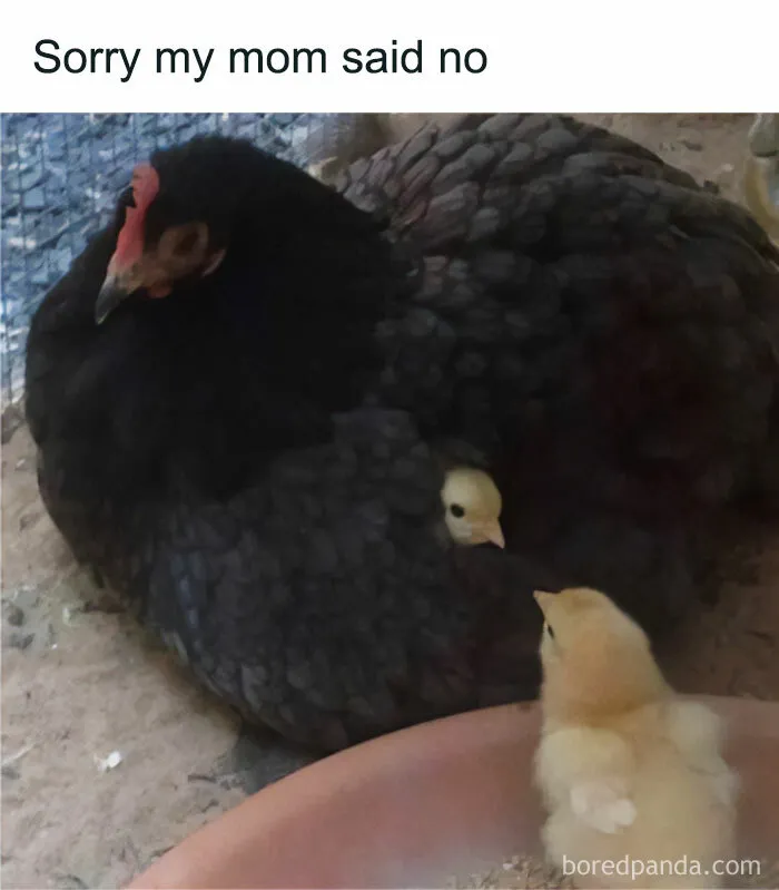 If Nothing Brings You Joy Anymore, Try These 75 Funny And Wholesome Animal Memes