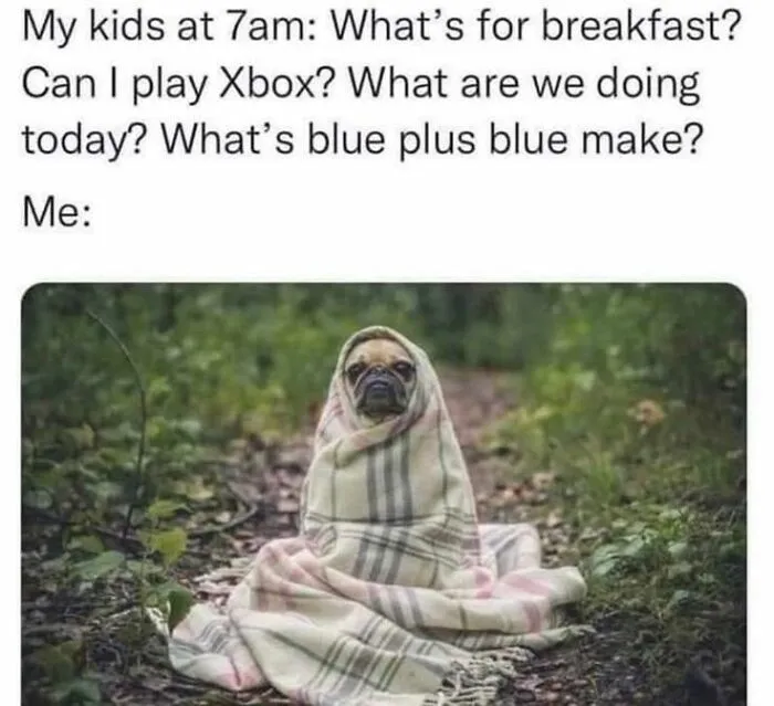 Dog wrapped in blanket with morning questions meme from top-tier random memes