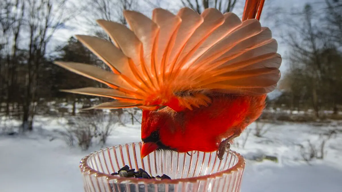 Woman Puts Camera On Bird Feeder In Her Yard To See Who Comes To Visit (30 New Pics)