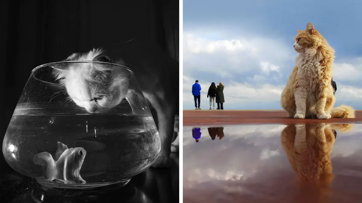 This Photographer Finds The Beauty And Peace Of Capturing Cats In Everyday Street Scenes (29 Pics)
