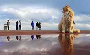 This Photographer Finds The Beauty And Peace Of Capturing Cats In Everyday Street Scenes (29 Pics)