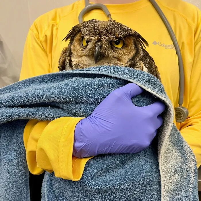 35 New Pics Of Owls Being Annoyed By Vets Swaddling Them In Towels 