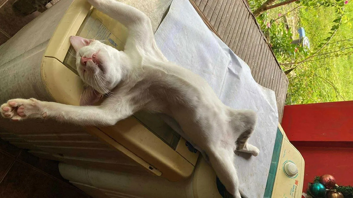 51 Goofy Pets Who Forgot How Bodies Work And Just Committed To Their Poses Anyway