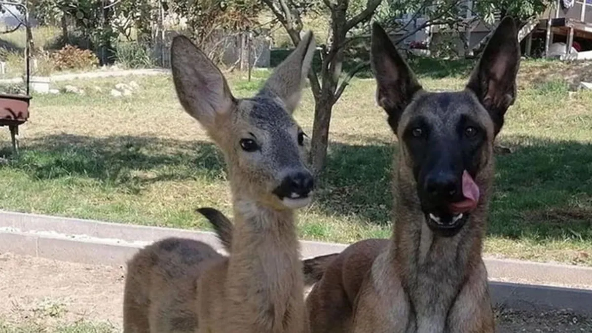 77 Pure And Funny Animal Memes To Calm Your Brain (New Pics)