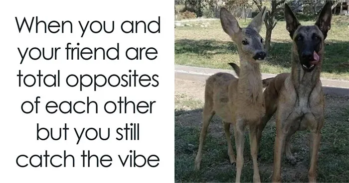 77 Pure And Funny Animal Memes To Calm Your Brain (New Pics)