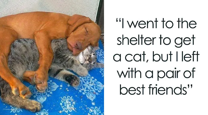 If You Struggle To See Good In The World, These 89 Uplifting Memes Can Help