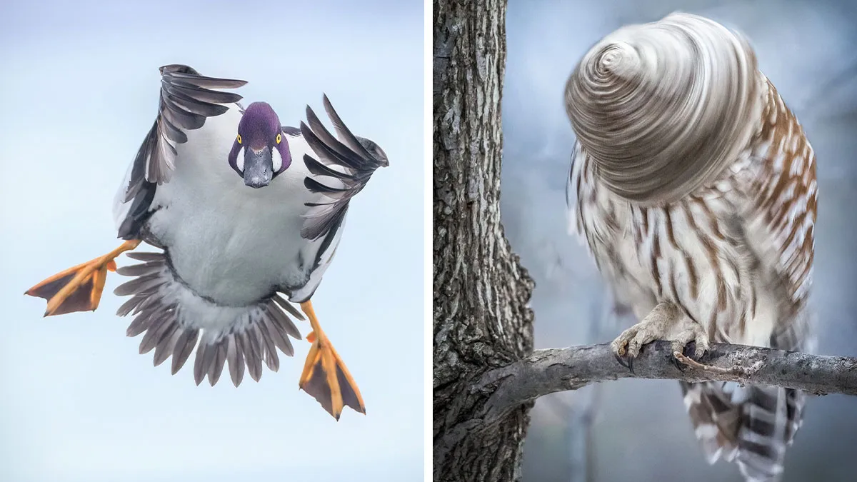 This Photographer Captures Birds In Moments That Feel Both Stunning And Hilarious (35 New Pics)