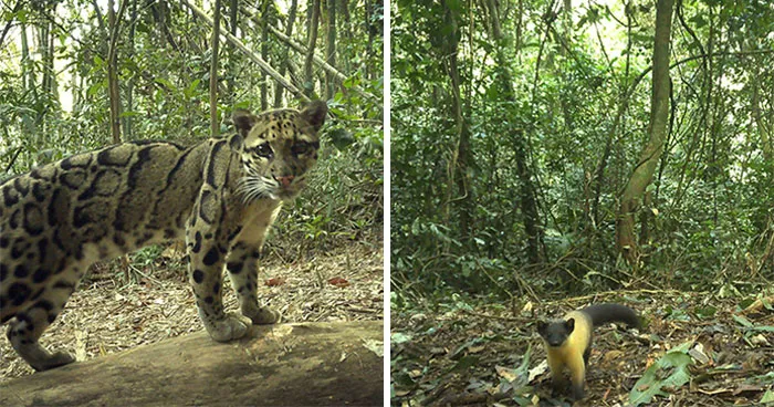 Scientists Set Up Camera Traps In Remote Forest, Here’s What They Discovered (69 Pics)