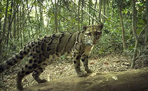 Scientists Set Up Camera Traps In Remote Forest, Here’s What They Discovered (69 Pics)