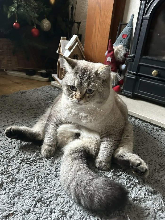 88 Wonderfully Stupid Cat Pictures Packed Full Of Pure Serotonin To Instantly Boost Your Mood