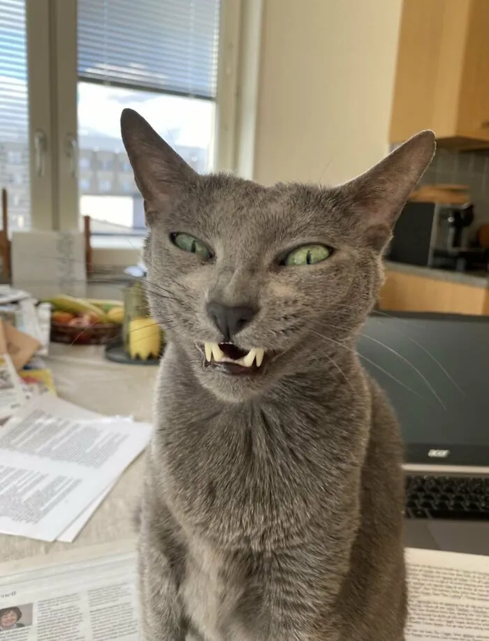 88 Wonderfully Stupid Cat Pictures Packed Full Of Pure Serotonin To Instantly Boost Your Mood