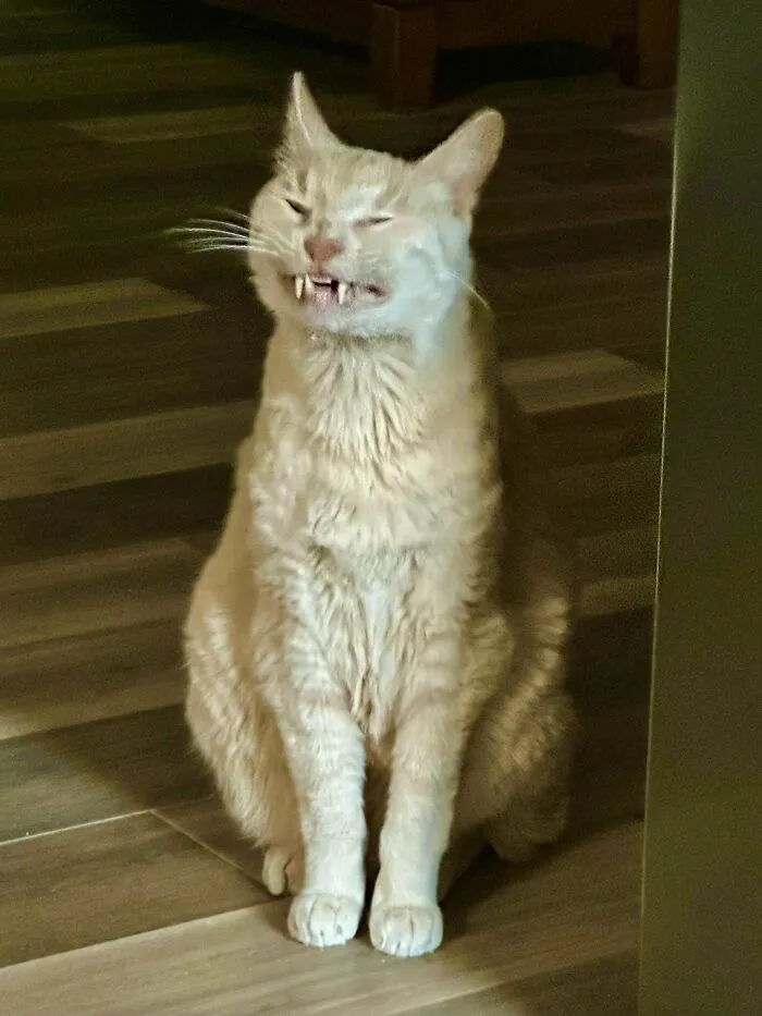 88 Wonderfully Stupid Cat Pictures Packed Full Of Pure Serotonin To Instantly Boost Your Mood